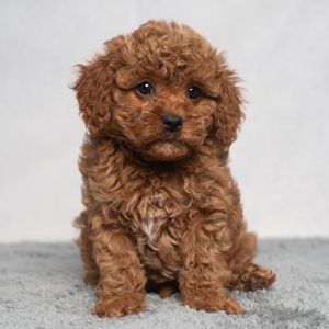 Quincy